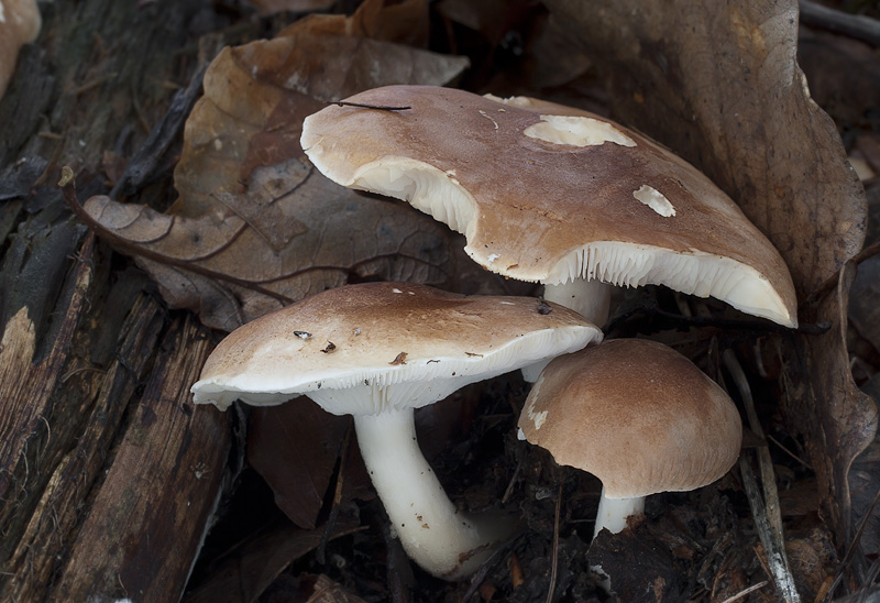 Leucopaxillus gentianeus